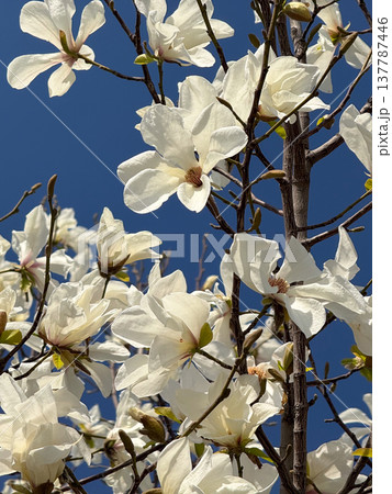 Magnolia canopy filled with white flowers under a cloudless sky. Abundance, renewal, spring energy, botanical richness, calm, and the living texture of blossom, branch, air, and light. 137787446