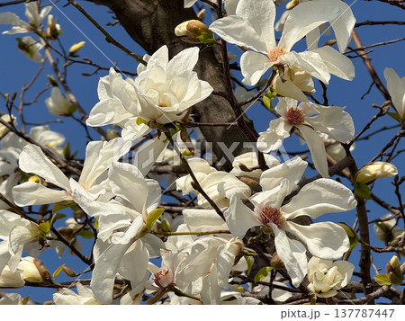 Close view of magnolia blossoms unfolding on branches in sunlight. Purity, renewal, tenderness, seasonal growth, botanical elegance, and the fleeting presence of spring before full leaf and shade. 137787447