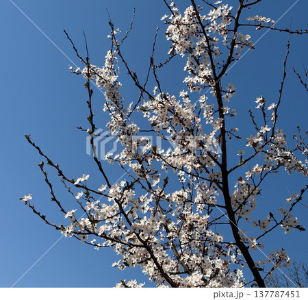 White spring blossoms on slender branches against a clear blue sky. Renewal, openness, seasonal awakening, hope, fragile beauty, and the dialogue between light, air, flowering, and space. White spring blossoms on slender branches against a clear blue sky. Renewal, openness, seasonal awakening, hope, fragile beauty, and the dialogue between light, air, flowering, and space. 137787451