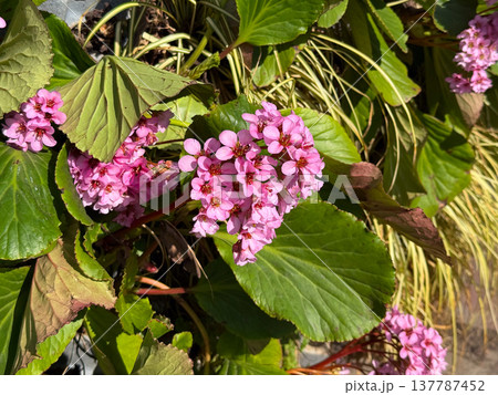 Pink bergenia flowers blooming among glossy green leaves in bright sunlight. Spring freshness, garden vitality, ornamental beauty, and the dense texture of seasonal urban landscaping. Pink bergenia flowers blooming among glossy green leaves in bright sunlight. Spring freshness, garden vitality, ornamental beauty, and the dense texture of seasonal urban landscaping. 137787452