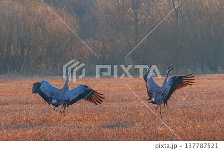 Crane bird - Grus grus, adult birdsdancing in the field. Wildlife scene of a Crane 137787521