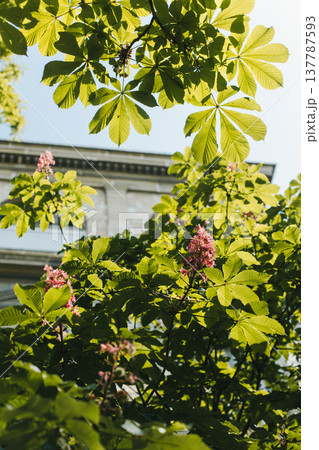 Branches of blooming chestnut trees in a Paris, France. Branches of blooming chestnut trees in a Paris, France. 137787593