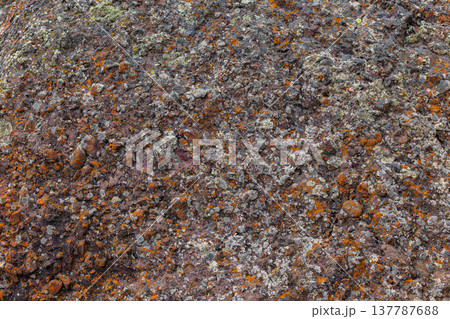 Rough textured rock covered in orange and grey lichen outdoors Rough textured rock covered in orange and grey lichen outdoors 137787688