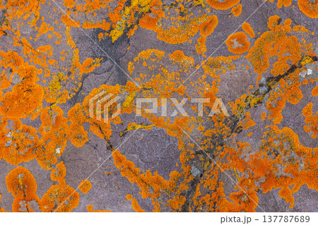 Vibrant lichen growing on textured rock in nature Vibrant lichen growing on textured rock in nature 137787689