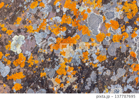Vibrant lichen covering textured rock surface in nature Vibrant lichen covering textured rock surface in nature 137787695