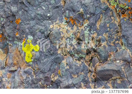 Close-up of colorful lichen on rough rock surface 137787696