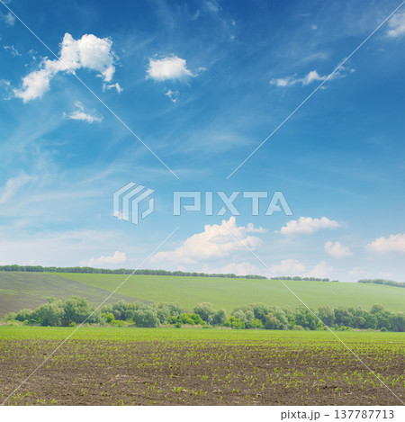 Vast rural field with rows of emerging corn seedlings dark soil foreground lush green vegetation tree line distant green hill clear blue sky fluffy clouds providing generous copy space Vast rural field with rows of emerging corn seedlings dark soil foreground lush green vegetation tree line distant green hill clear blue sky fluffy clouds providing generous copy space 137787713