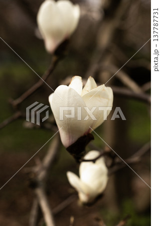 Vertical close up of blooming white magnolia flowers on tree branch in spring 137787731