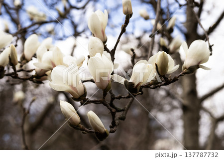 Close up branch covered with blooming white magnolia flowers in spring 137787732