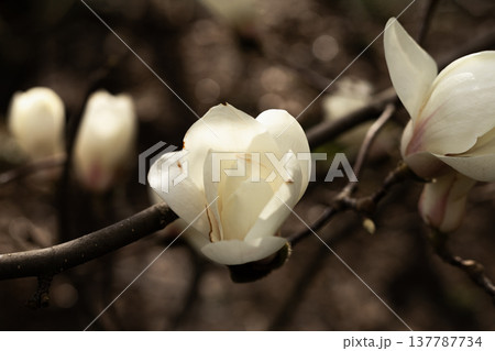 Delicate white magnolia blossoms close up showing soft petals and spring bloom 137787734