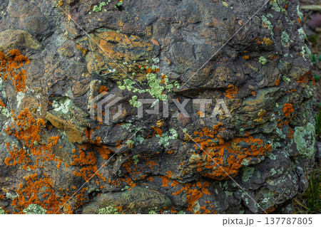 Close-up of rugged rock covered in colorful lichen outdoors Close-up of rugged rock covered in colorful lichen outdoors 137787805