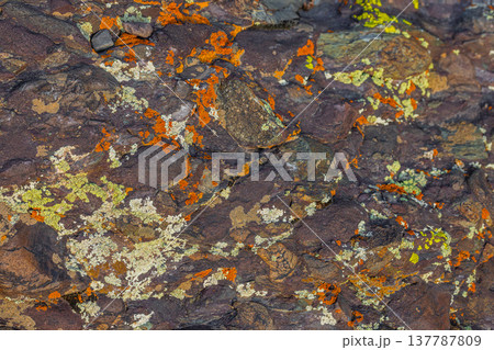Colorful lichen on rugged rock surface in nature Colorful lichen on rugged rock surface in nature 137787809