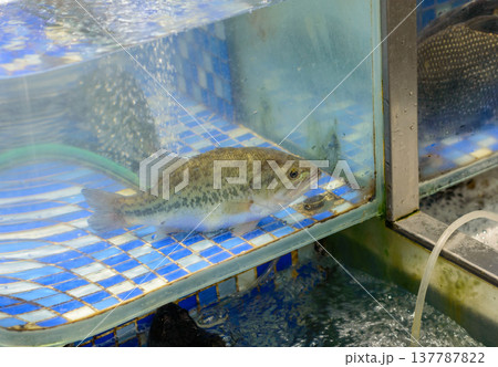 Live fish in seafood market aquarium tank 137787822