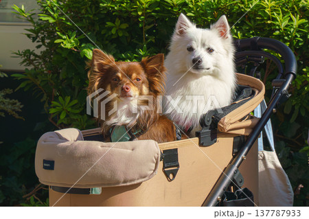 Tokyo, Japan - Oct 13 2024, A close-up view of a baby stroller with Italian Pomeranian and Chihuahua dogs on a walk in a park on the island of Odaiba, at daytime, Tokyo, Japan 137787933