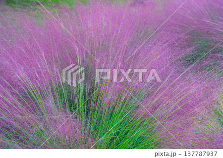 Tokyo, Japan - Oct 13 2024, close-up view of Muhlenbergia grass plant with pink and purple flowers, nature, without people, Tokyo, Japan Tokyo, Japan - Oct 13 2024, close-up view of Muhlenbergia grass plant with pink and purple flowers, nature, without people, Tokyo, Japan 137787937