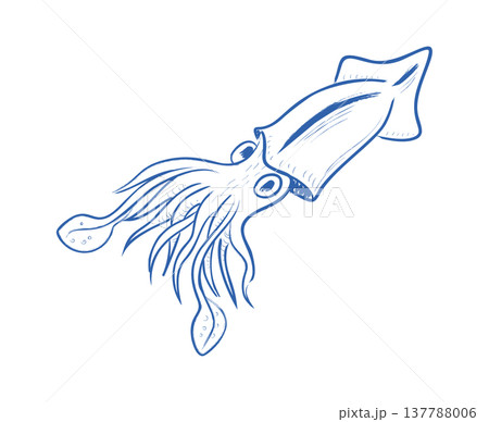 Squid Swimming Hand Drawn Squid Swimming Hand Drawn 137788006