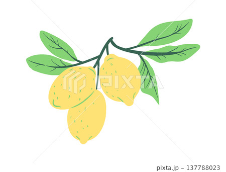 Lemon Branch Hanging Botanical 137788023