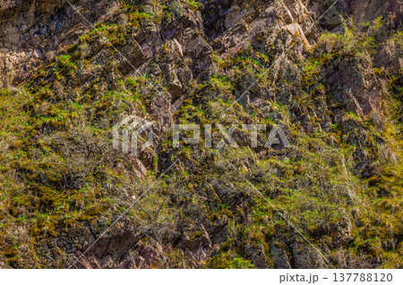 Rugged rock face adorned with moss and wild plants in nature Rugged rock face adorned with moss and wild plants in nature 137788120