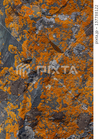 Vibrant lichen covering rugged rock surface in nature 137788122