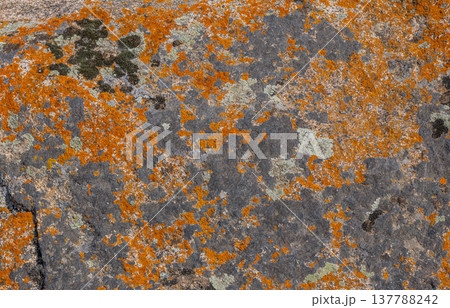Close-up of textured rock with orange and grey-green lichen 137788242