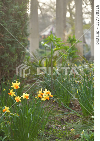 モンソー公園の池のほとりに咲く水仙と古代風の柱 パリ 3月初旬 モンソー公園の池のほとりに咲く水仙と古代風の柱 パリ 3月初旬 137788316