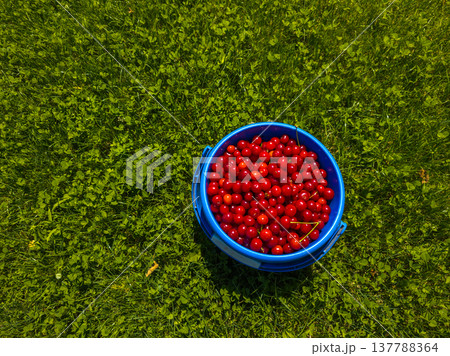 Fresh cherries in blue bucket on sunny grassy area 137788364