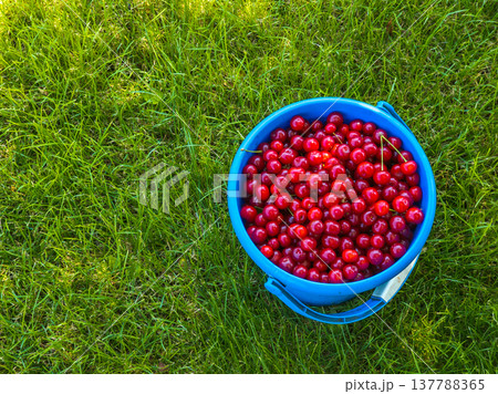 Fresh cherries in blue bucket on grass in sunny garden 137788365