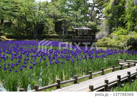 アヤメ 春景色 アヤメ 春景色 137788368