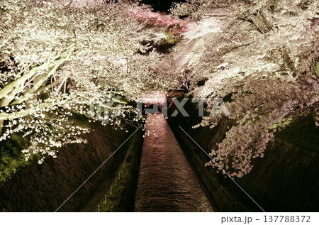 夜にライトアップされた琵琶湖疎水の桜並木 137788372