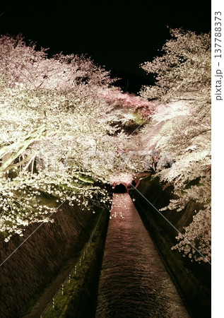 夜にライトアップされた琵琶湖疎水の桜並木 137788373