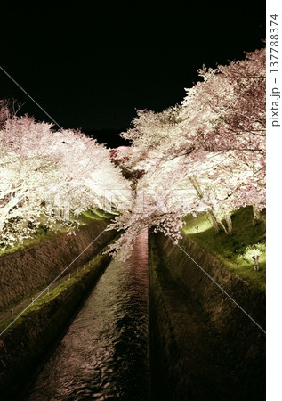 夜にライトアップされた琵琶湖疎水の桜並木 137788374