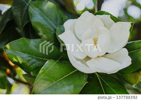 Amazing Magnolia flower in a garden. Selective focus. 137788392