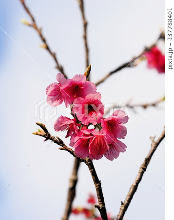 寒緋桜 寒緋桜 137788401