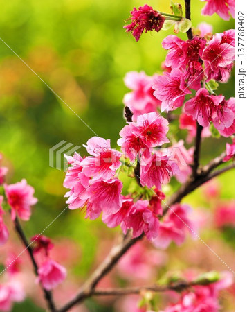 寒緋桜 寒緋桜 137788402