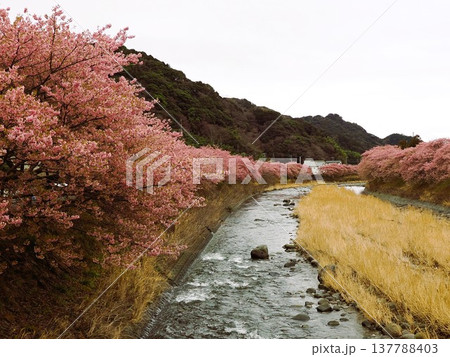 満開の河津桜 137788403