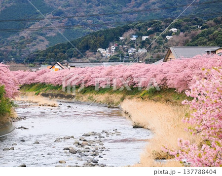 満開の河津桜 137788404