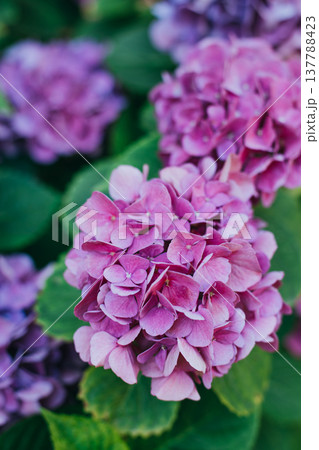 Amazing pink Hydrangea flowers in a garden. Amazing pink Hydrangea flowers in a garden. 137788423