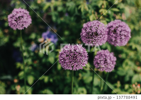 Beautiful purple Allium flowers in a summer garden. Beautiful purple Allium flowers in a summer garden. 137788491