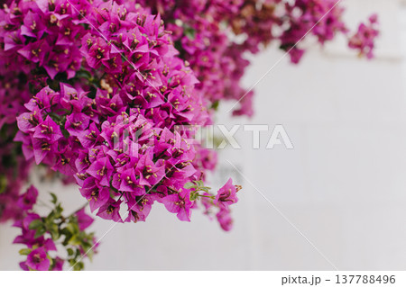 Beautiful violet bougainvillea flowers on a summer street. 137788496
