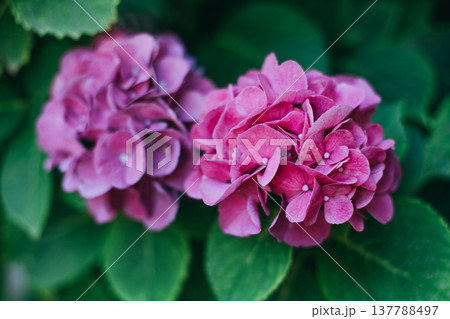 Amazing pink Hydrangea flowers in a garden. Close-up. Amazing pink Hydrangea flowers in a garden. Close-up. 137788497