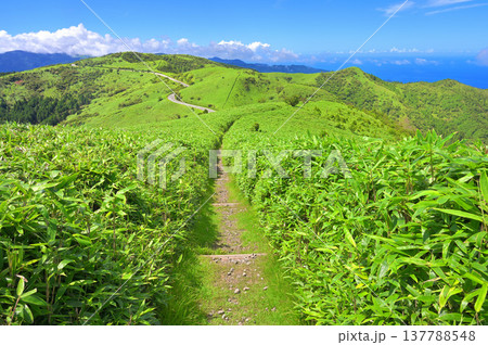 伊豆半島 夏の伊豆山稜線歩道 達磨山の登山道より緑の山地 伊豆半島 夏の伊豆山稜線歩道 達磨山の登山道より緑の山地 137788548