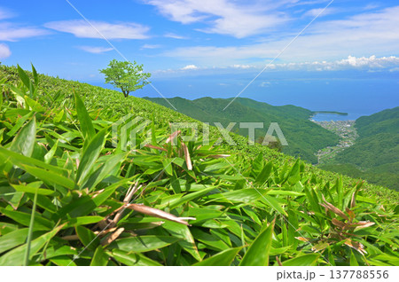 伊豆半島の伊豆山稜線歩道の達磨山 笹原の一本木と戸田漁港 伊豆半島の伊豆山稜線歩道の達磨山 笹原の一本木と戸田漁港 137788556