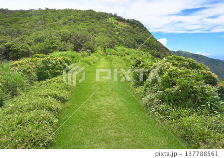 伊豆半島の伊豆山稜線歩道 小達磨山の夏 アセビの緑の山道 伊豆半島の伊豆山稜線歩道 小達磨山の夏 アセビの緑の山道 137788561