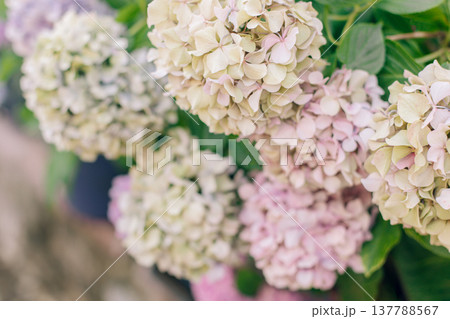 Amazing pink and violet Hydrangea flowers in a garden. Amazing pink and violet Hydrangea flowers in a garden. 137788567