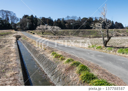 早春の休耕田 群馬県東吾妻町 早春の休耕田 群馬県東吾妻町 137788587