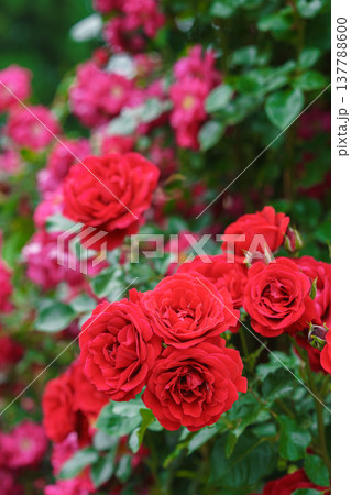Branch of bright red rose flowers blooming in garden with green leaves and natural background Branch of bright red rose flowers blooming in garden with green leaves and natural background 137788600