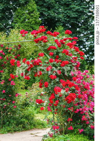 Blooming red climbing roses in full bloom on decorative arch on lush green summer garden background Blooming red climbing roses in full bloom on decorative arch on lush green summer garden background 137788601