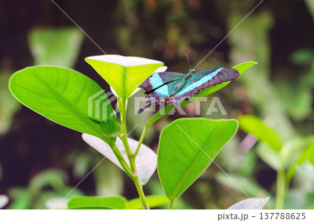 Papilio palinurus, Emerald Swallowtail butterfly, Papilionidae family sitting on green leaf Papilio palinurus, Emerald Swallowtail butterfly, Papilionidae family sitting on green leaf 137788625