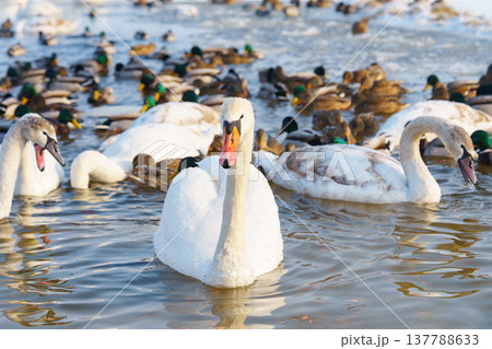 White swans and ducks swimming on winter lake with icy water. Migration and natural animal behavior White swans and ducks swimming on winter lake with icy water. Migration and natural animal behavior 137788633