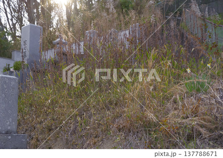 管理されていない雑草の生えた墓地 137788671